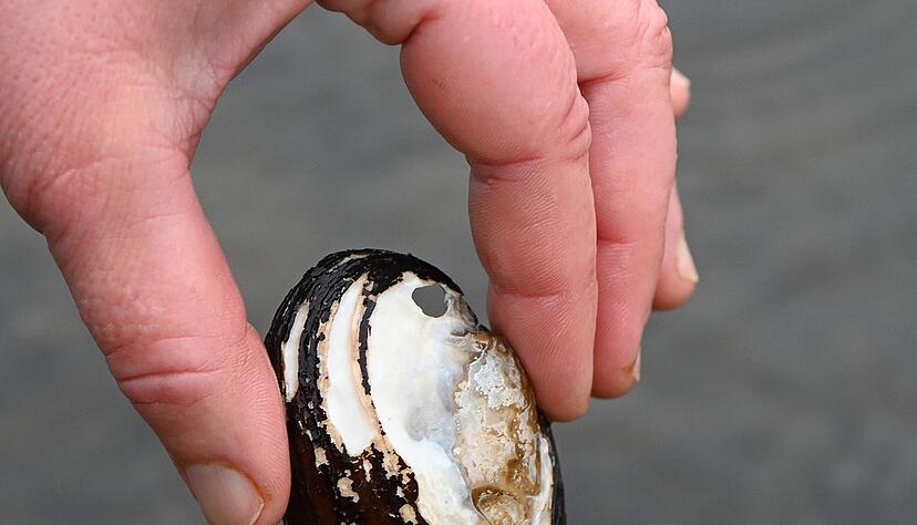 Drei bedrohte Muschelarten wurden nun in Paris in der Seine entdeckt (Archivbild).