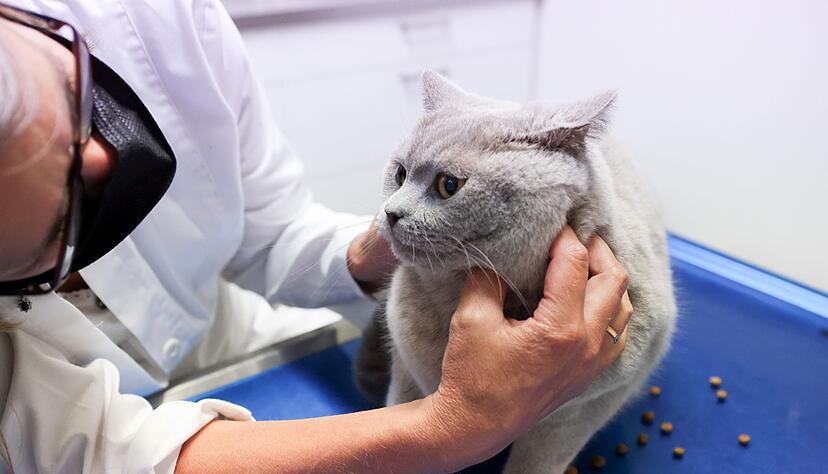 Juckreiz, Fellverlust und Magen-Darm-Beschwerden können auf eine Nahrungsmittelallergie bei Hund oder Katze hinweisen, daher sollten solche Symptome immer vom Tierarzt abgeklärt werden.