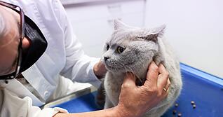 Juckreiz, Fellverlust und Magen-Darm-Beschwerden können auf eine Nahrungsmittelallergie bei Hund oder Katze hinweisen, daher sollten solche Symptome immer vom Tierarzt abgeklärt werden.