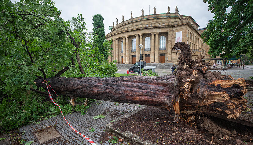 Ein umgestürzter Baum liegt vor dem Opernhaus.