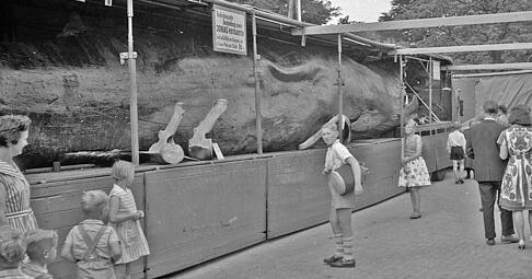 Im Jahr 1961 wurde Jonas der Wal in Papenburg im Emsland gezeigt. Von der Ausstellung in Heilbronn waren bisher keine Fotos zu finden.
