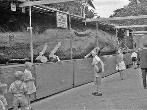 Im Jahr 1961 wurde Jonas der Wal in Papenburg im Emsland gezeigt. Von der Ausstellung in Heilbronn waren bisher keine Fotos zu finden.