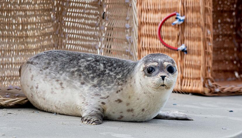 Nachdem die Transportk&ouml;rbe auf Juist vorsichtig ge&ouml;ffnet und Richtung Wasser gekippt wurden, beschnuppern die Seehundjungen zun&auml;chst ihre neue Freiheit.
