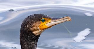 Kormorane sind eigentlich menschenscheu. (Symbolbild)