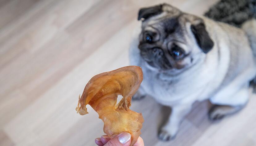 Test: Viele naturbelassene Hundesnacks wie Schweineohren sind f&uuml;r kleine Hunde zu gro&szlig; und enthalten damit auch zu viele Kalorien.