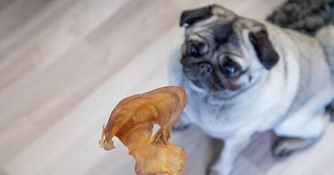 Test: Viele naturbelassene Hundesnacks wie Schweineohren sind f&uuml;r kleine Hunde zu gro&szlig; und enthalten damit auch zu viele Kalorien.