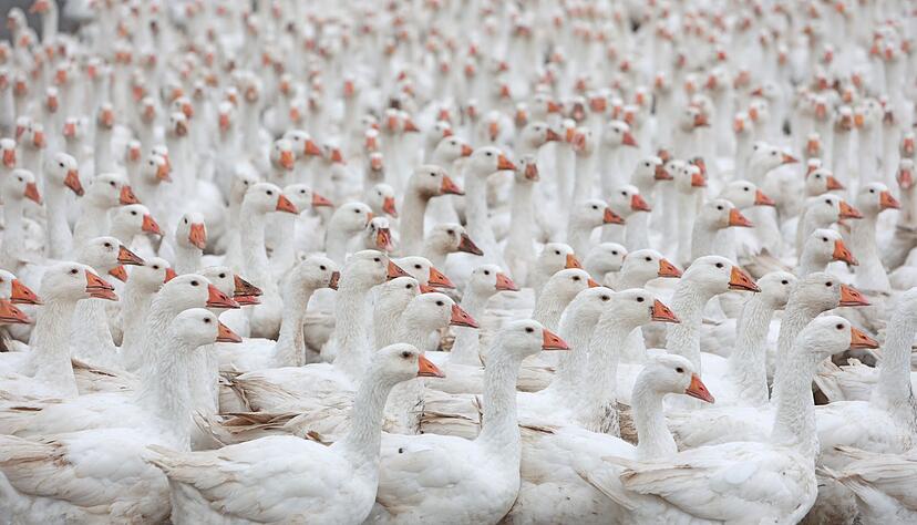 Polen ist wichtigster Lieferant für Gänsebraten im Land. (Foto-Archiv) Polen ist wichtigster Lieferant für Gänsebraten im Land. (Foto-Archiv)