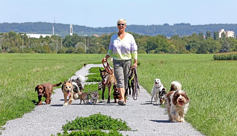 Alle Hände voll zu tun hat Sabine Bogner vom Tierischen Dienst Heilbronn: Teilweise versorgt sie bis zu 15 Pflegehunde gleichzeitig. Alle Hände voll zu tun hat Sabine Bogner vom Tierischen Dienst Heilbronn: Teilweise versorgt sie bis zu 15 Pflegehunde gleichzeitig.