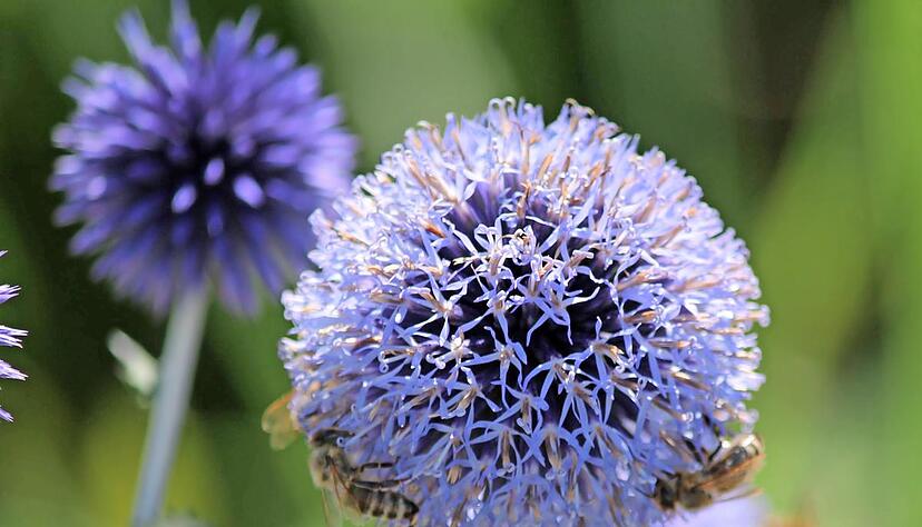 Die blauen Kugeldisteln waren nicht nur bei den Bienen sehr beliebt. Die h&uuml;bschen Bl&uuml;tenb&auml;lle setzten in den Beeten in der Cappelaue Akzente.