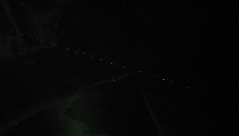 Carola Spengler und ihr Mann beobachten am Donnerstagabend diese Lichterformation am Himmel. Carola Spengler und ihr Mann beobachten am Donnerstagabend diese Lichterformation am Himmel.