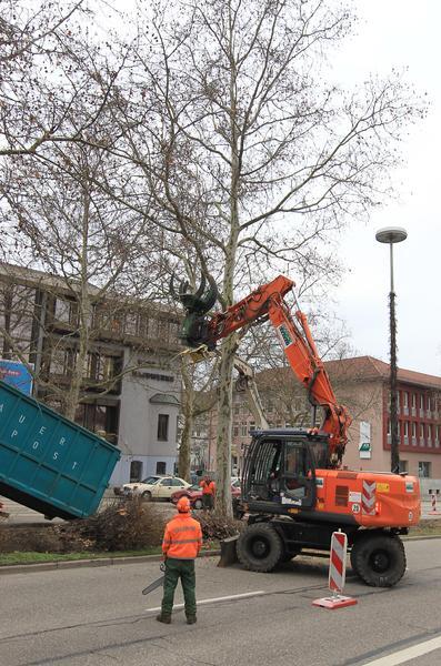 Baumfällung Allee | 28.01.11