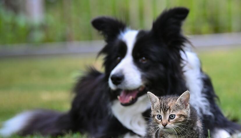 Ein Herz und eine Seele? Mit Geduld und Gelassenheit kann die Zusammenführung von Hund und Katze funktionieren.