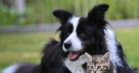 Ein Herz und eine Seele? Mit Geduld und Gelassenheit kann die Zusammenführung von Hund und Katze funktionieren.