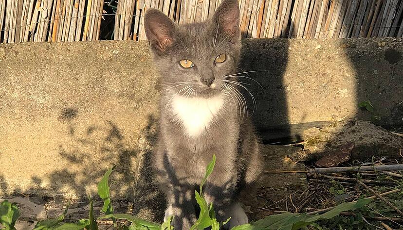 Der Fall „Kater Emil“ ist abgeschlossen, zumindest vor Gericht. Der Fall „Kater Emil“ ist abgeschlossen, zumindest vor Gericht.