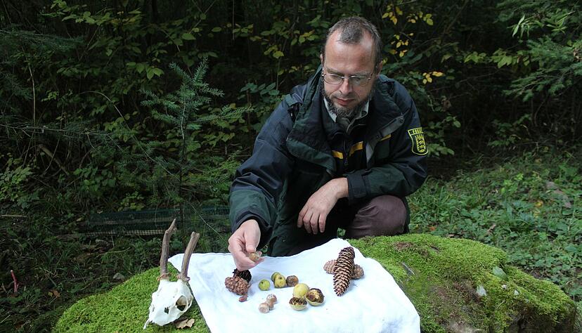 Gedeckter Gabentisch: Revierförster Immanuel Schmutz zeigt Eicheln, Nüsse, Zapfen sowie eine Trophäe vom Reh. Mit manchen dieser "Nebenprodukte" lässt sich Geld verdienen.
Fotos: Jörg Kühl Gedeckter Gabentisch: Revierförster Immanuel Schmutz zeigt Eicheln, Nüsse, Zapfen sowie eine Trophäe vom Reh. Mit manchen dieser "Nebenprodukte" lässt sich Geld verdienen.
Fotos: Jörg Kühl