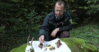 Gedeckter Gabentisch: Revierförster Immanuel Schmutz zeigt Eicheln, Nüsse, Zapfen sowie eine Trophäe vom Reh. Mit manchen dieser "Nebenprodukte" lässt sich Geld verdienen.
Fotos: Jörg Kühl Gedeckter Gabentisch: Revierförster Immanuel Schmutz zeigt Eicheln, Nüsse, Zapfen sowie eine Trophäe vom Reh. Mit manchen dieser "Nebenprodukte" lässt sich Geld verdienen.
Fotos: Jörg Kühl