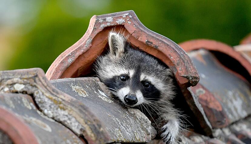Unerw&uuml;nschter Nachbar: Die steigende Pr&auml;senz von Waschb&auml;ren in Wohngebieten sorgt zunehmend f&uuml;r Unmut bei Anwohnern.
