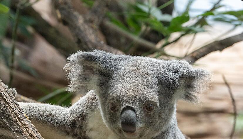 Das fast sieben Jahre alte Weibchen Scarborough litt an Blutarmut.