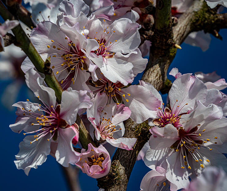 In Deutschland geh&ouml;rt der Mandelbaum zu den Weinbergen dazu. Auch in Neipperg stehen die B&auml;ume an den Reben.