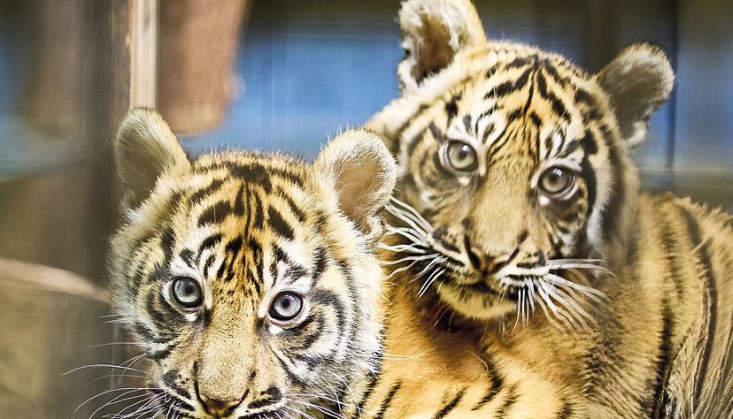 Mehr als 2.500 Vorschläge erreichten den Zoo Anfang Februar, anschließend konnte online für die Favoriten abgestimmt werden.(Handout) Mehr als 2.500 Vorschläge erreichten den Zoo Anfang Februar, anschließend konnte online für die Favoriten abgestimmt werden.(Handout)