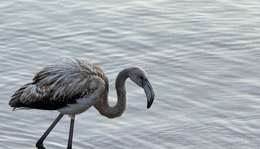 Der Wasservogel mit dem langen Hals hatte am Freitagabend in Titisee-Neustadt einen Polizeieinsatz ausgelöst.