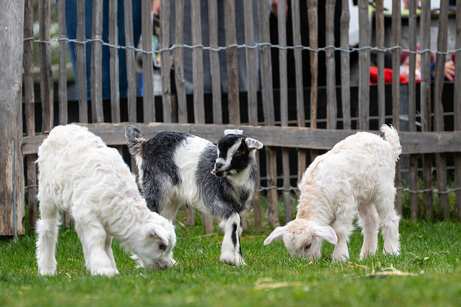 Es handelt sich um zwei reinwei&szlig;e m&auml;nnliche Jungtiere sowie ein kleines Weibchen mit einer schwarz-wei&szlig;en Musterung, die Ende M&auml;rz geboren wurden.