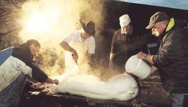 Mit hei&szlig;em Wasser waschen G&uuml;nter Bubeck (von rechts) und Manfred Schaible die Sau, Helmut Eberle und Metzger Hermann Harst entfernen die Borsten mit dem Messer.