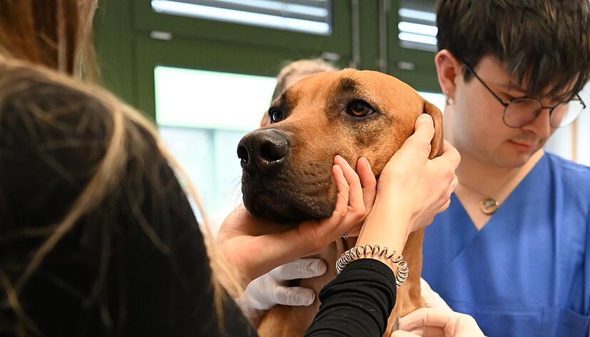 Nach der Spende gibts noch eine Packung Trockenfutter als Aufwandsentsch&auml;digung.