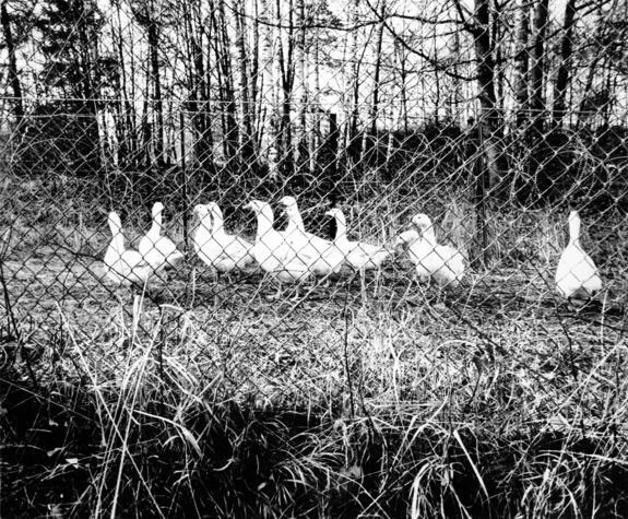 1987. Besondere Wachmannschaft: Seit mehr als einem Jahr sorgen auch Gänse für die Sicherheit der Absperrung. Sie sollen mit Soldaten zusammen die Atomwaffenbasis Waldheide vor Eindringlingen aller Art schützen.
