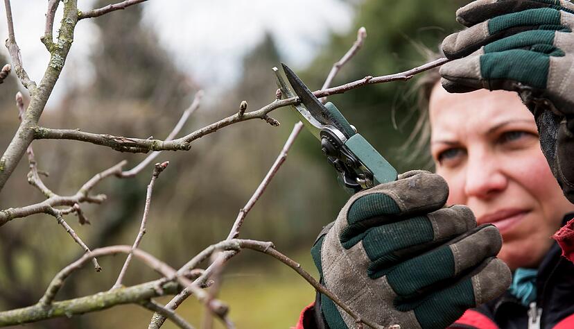 Mit einem gezielten Schnitt im Spätwinter legt man die Basis für gesunde Apfelbäume und süße Früchte. Mit einem gezielten Schnitt im Spätwinter legt man die Basis für gesunde Apfelbäume und süße Früchte.