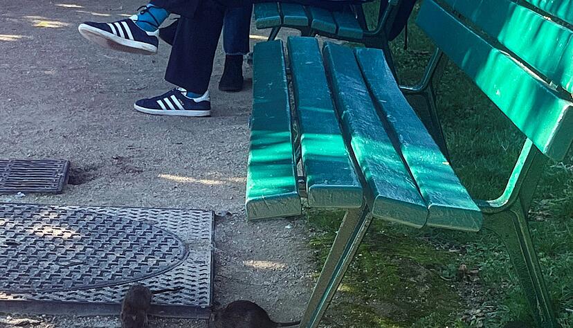 Vielerorts in Paris geh&ouml;ren Ratten praktisch zum Stadtbild.