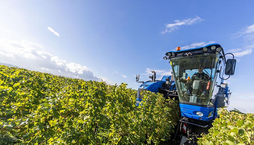 Im Anbaugebiet Baden l&auml;uft die Weinlese (Foto-Archiv)