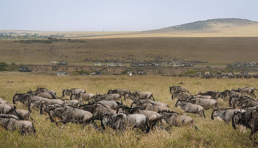 Die alljährliche Gnuwanderung von der Serengeti in die Masai Mara ist ein weltberühmtes Naturspektakel Die alljährliche Gnuwanderung von der Serengeti in die Masai Mara ist ein weltberühmtes Naturspektakel