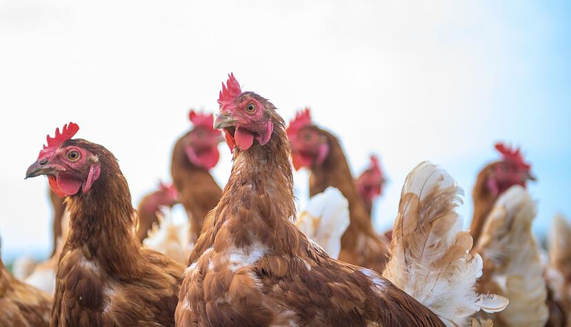 Wegen Vogelgrippe und Newcastle Disease sind in den vergangenen Monaten Hunderttausende Legehennen gestorben. (Symbolbild)