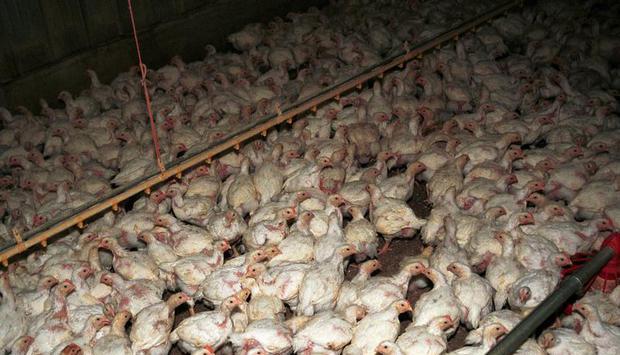 Dichtes Gedränge: Hühner aus konventioneller Landwirtschaft haben meist nicht viel Platz - im Gegensatz zu artgerecht gehaltenen Tieren. Foto: A. Farkas/afi Dichtes Gedränge: Hühner aus konventioneller Landwirtschaft haben meist nicht viel Platz - im Gegensatz zu artgerecht gehaltenen Tieren. Foto: A. Farkas/afi