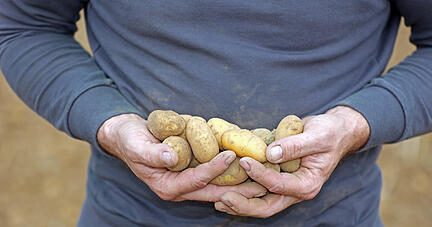 Für einen guten Zweck hat der Landwirt seinen Kartoffelacker zum „Stupfen“ freigegeben.