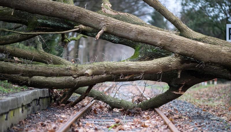 Das Archivfoto zeigt einen umgestürzten Baum auf einem Bahngleis in Münster.