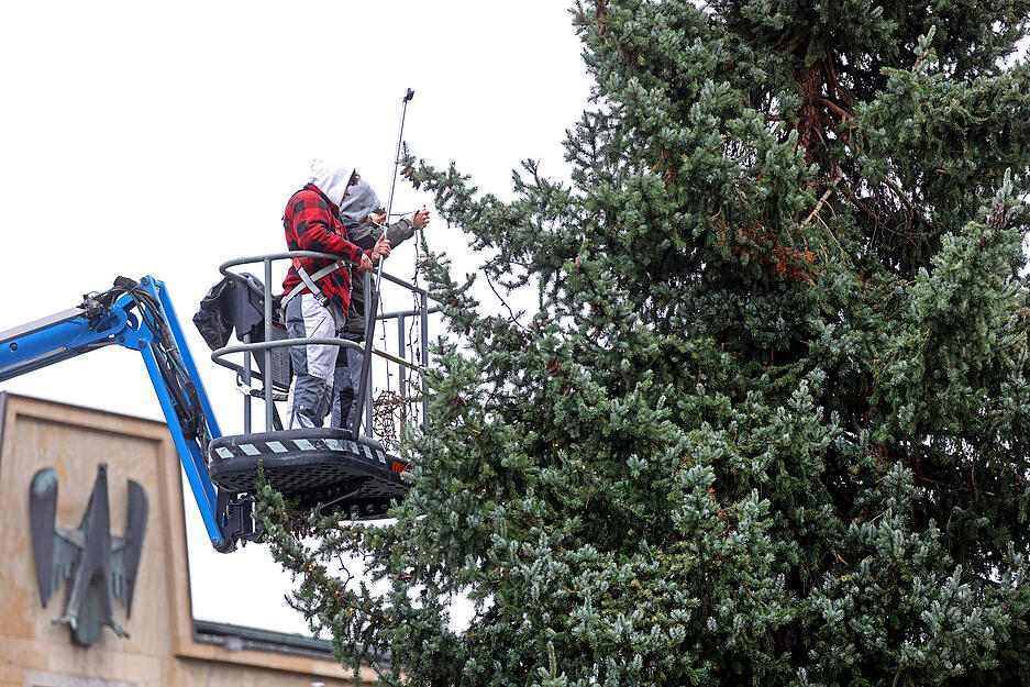 Weihnachtsbaum auf Heilbronner Marktplatz aufgestellt