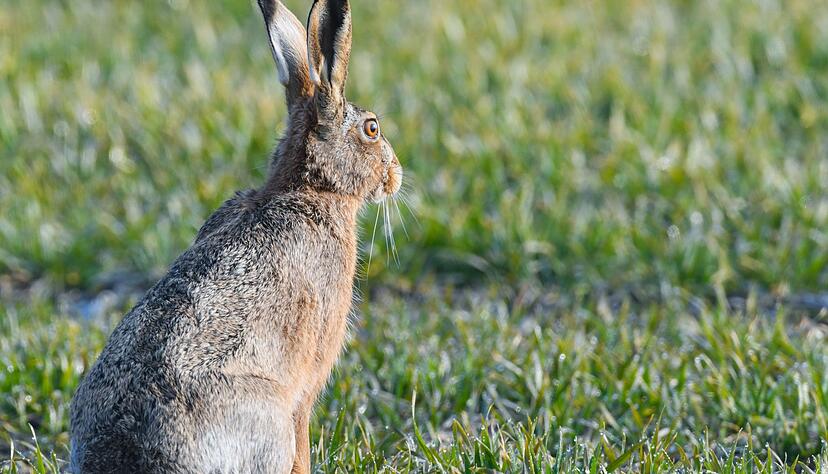 Ein Feldhase hockt in einem vom Morgentau nassen Getreidefeld. Ein Feldhase hockt in einem vom Morgentau nassen Getreidefeld.