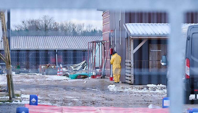 Nach dem Ausbruch der Maul- und Klauenseuche werden rund 200 Schweine innerhalb einer Sperrzone vorsorglich getötet.
