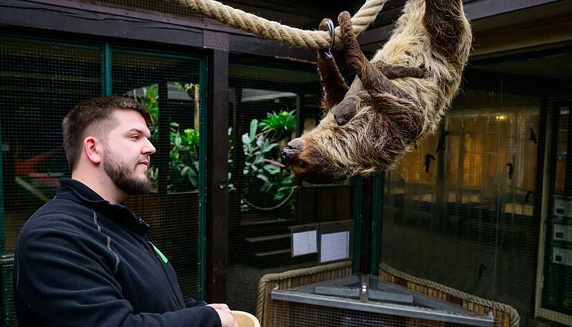 Faultieren sieht man nicht unbedingt an, dass sie schwanger sind.