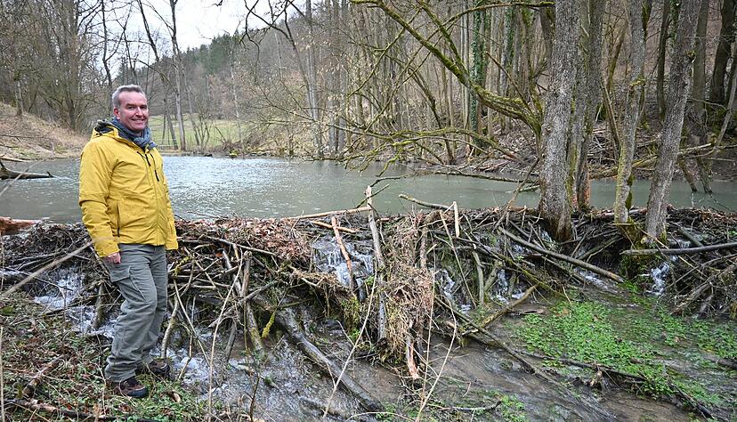 Einmal in der Woche schaut Daniel Peterhansel nach den Bibern in seinem Revier und ist nach wie vor beeindruckt davon, was die Nager leisten.
Foto: Katrin Draskovits Einmal in der Woche schaut Daniel Peterhansel nach den Bibern in seinem Revier und ist nach wie vor beeindruckt davon, was die Nager leisten.
Foto: Katrin Draskovits