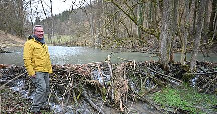 Einmal in der Woche schaut Daniel Peterhansel nach den Bibern in seinem Revier und ist nach wie vor beeindruckt davon, was die Nager leisten.
Foto: Katrin Draskovits Einmal in der Woche schaut Daniel Peterhansel nach den Bibern in seinem Revier und ist nach wie vor beeindruckt davon, was die Nager leisten.
Foto: Katrin Draskovits