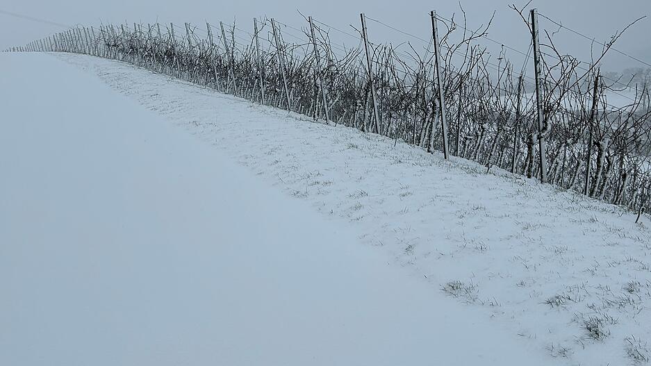 Die Weinberge, wie hier am Golberg bei Öhringen, haben auch im Winter ihren Reiz.