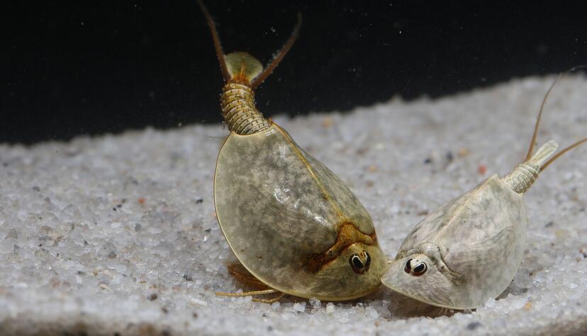 Der Fr&uuml;hjahrsschildkrebs &laquo;Lepidurus apus&raquo; hat ein stark gew&ouml;lbtes R&uuml;ckenschild. M&auml;nnchen sind h&auml;ufig kleiner als die rundlichen Weibchen.