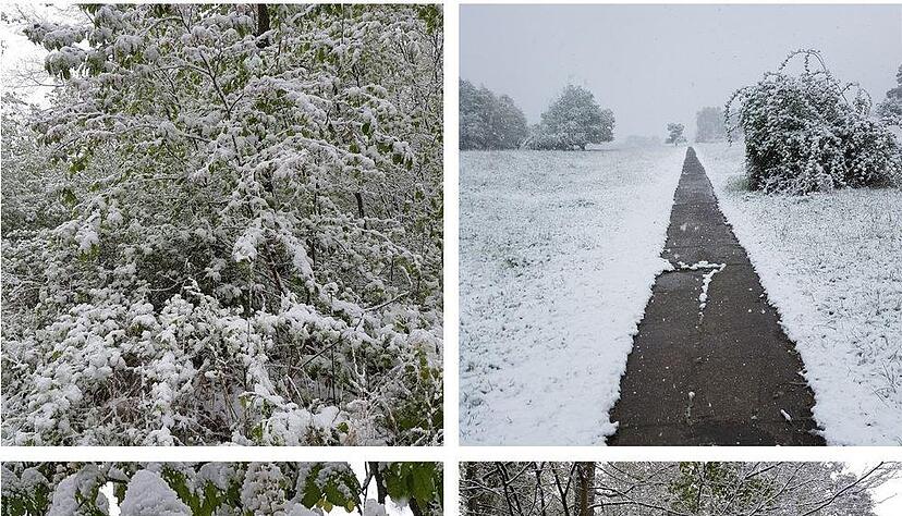 Zum Vergleich: So sah es vor einem Jahr auf der Waldheide in Heilbronn aus. Damals hatte der Spätwinter die Region im Griff. Foto: Privat Zum Vergleich: So sah es vor einem Jahr auf der Waldheide in Heilbronn aus. Damals hatte der Spätwinter die Region im Griff. Foto: Privat