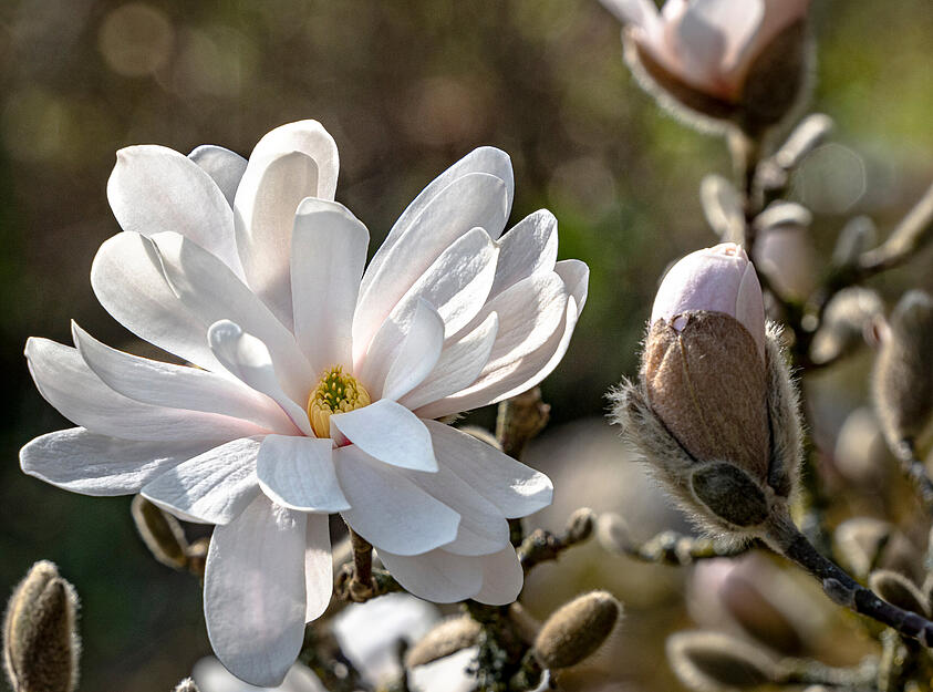 Cremewei&szlig;e Bl&uuml;ten zeigen sich im Fr&uuml;hjahr am Sternmagnolienbaum im Zaberg&auml;u.