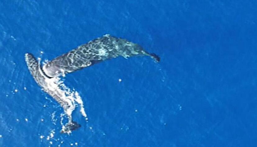 Ein junger Pottwal rammt einen anderen seitlich mit dem Kopf. Ein junger Pottwal rammt einen anderen seitlich mit dem Kopf.