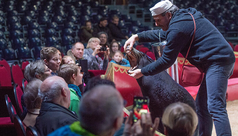 Seelöwe Charly verblüfft die Zuschauer mit seiner großen Gelehrigkeit. Die Heringe aus der Tasche von Tierlehrer Roland Duss spielen eine große Rolle.
