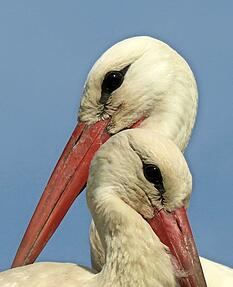 Ganz eng zusammen bleiben die Beiden auf dem Bild vom Angelika Rampmeier. Ganz eng zusammen bleiben die Beiden auf dem Bild vom Angelika Rampmeier.